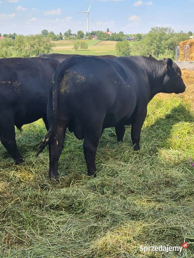 Angus czarny 100 pod oceną byk rozpłodnik buhaj lubelskie