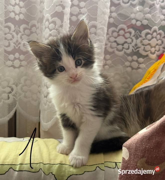 Maine Coon kocięta Wrocław sprzedam