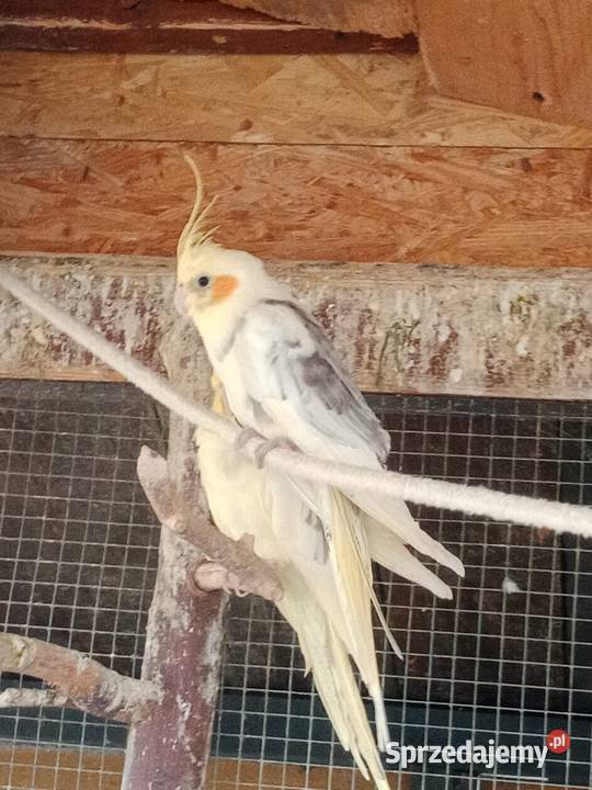 Młode nimfy Warszowice sprzedam