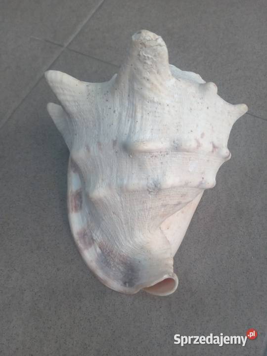 Muszla morska duża Gdańsk