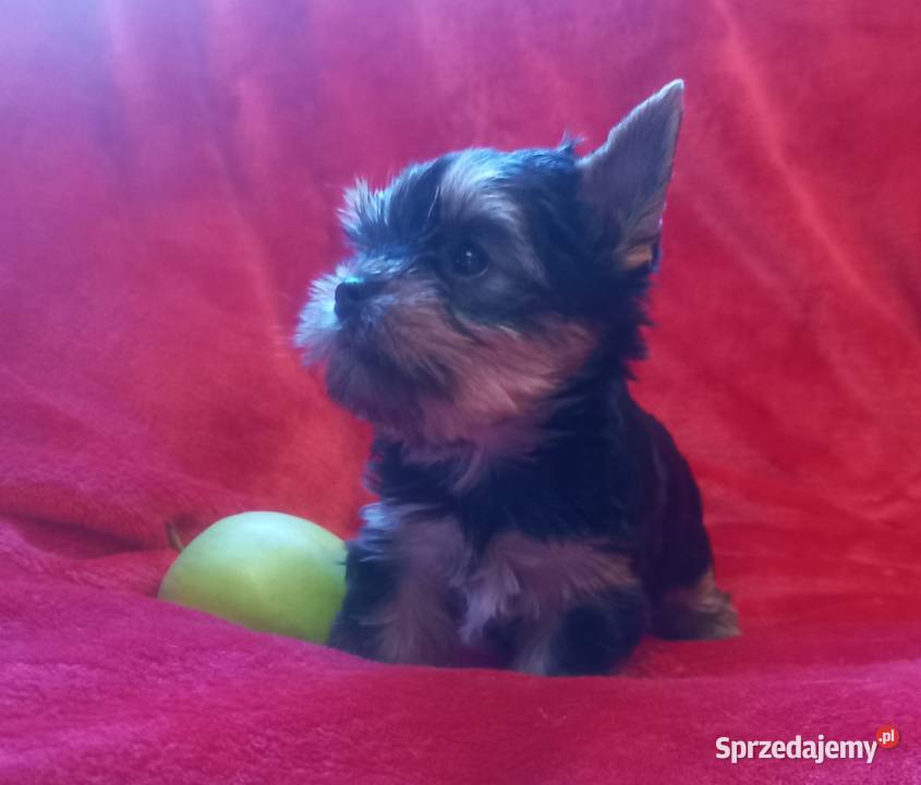 Yorkshire Terrier prześliczna suczka Lublin