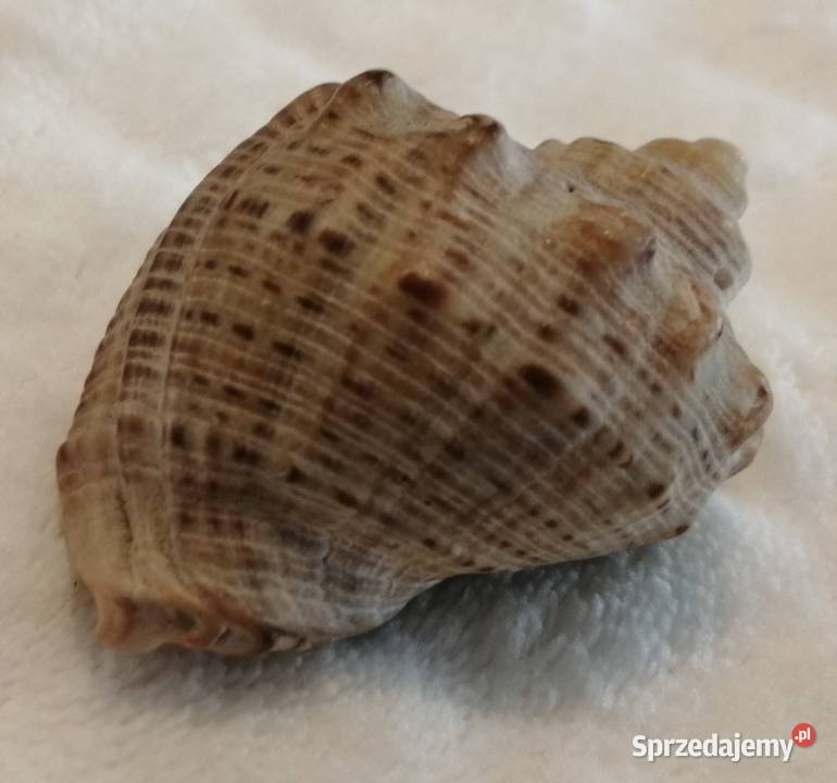 Muszla 48 62 Kreatywne Czeladź