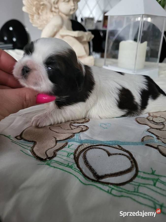 Pieski shih tzu tricolor i złoty z czarną maską śląskie Poręba