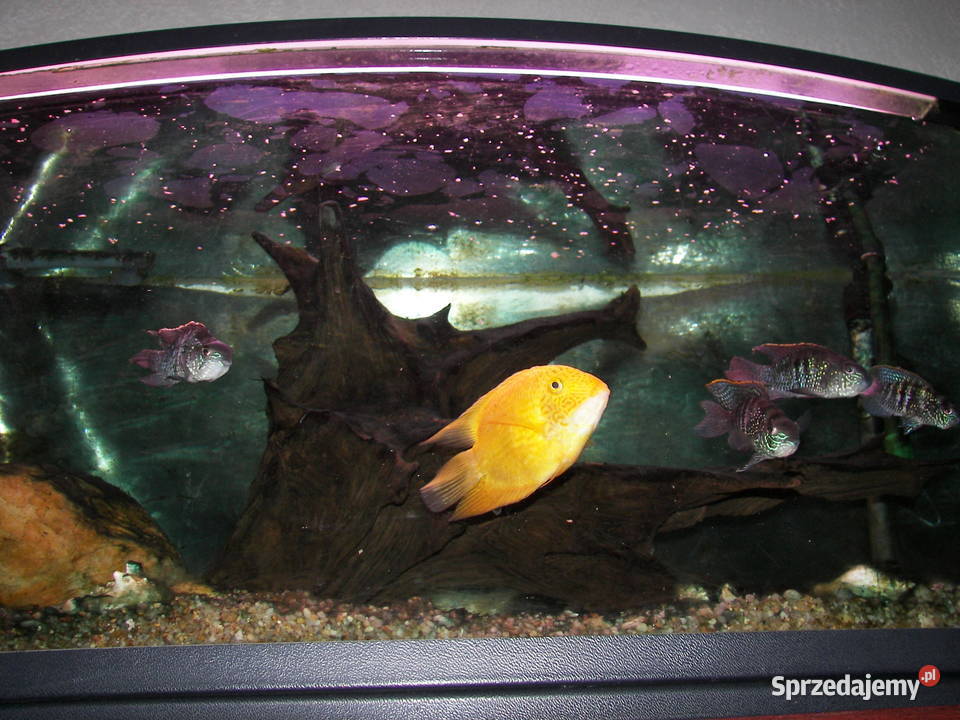 Akwarium z szafką i pompą filtrującą Radomsko
