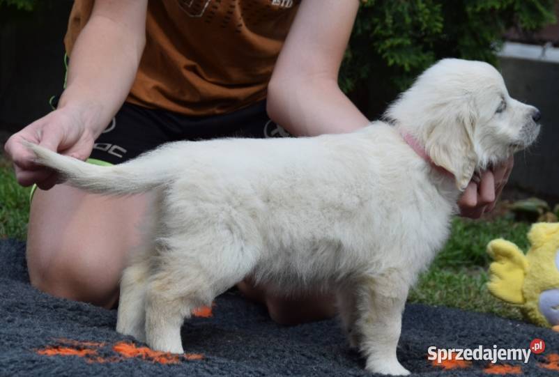 Golden Retriever szczenięta ZKWP FCI Łochów