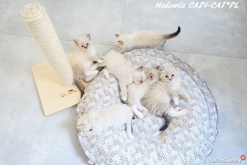 Kocięta Championach Ragdoll z CadiCat Rodowód Katowice
