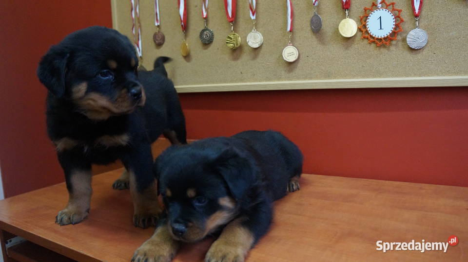 szczeniaki rottweiler Zwierzęta kujawsko-pomorskie Bydgoszcz