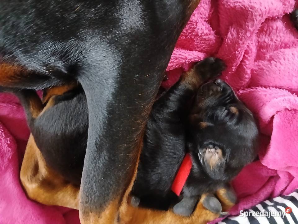 Szczeniaki Doberman Doberman Zwierzęta mazowieckie Mińsk Mazowiecki