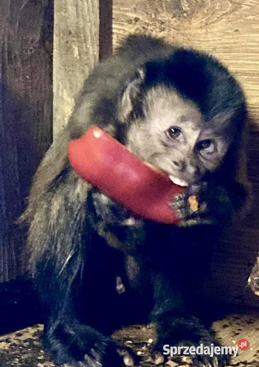 Małpa kapucynka czubata Krosno Odrzańskie sprzedam