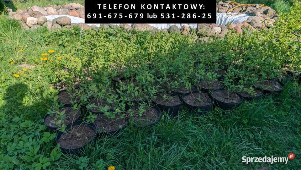 Sadzonki drzewek owocowych iglastych liściastych sprzedam