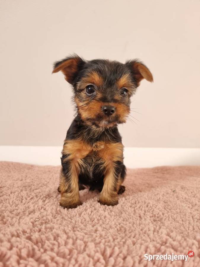 Szczeniaki York Sunia Klecie sprzedam