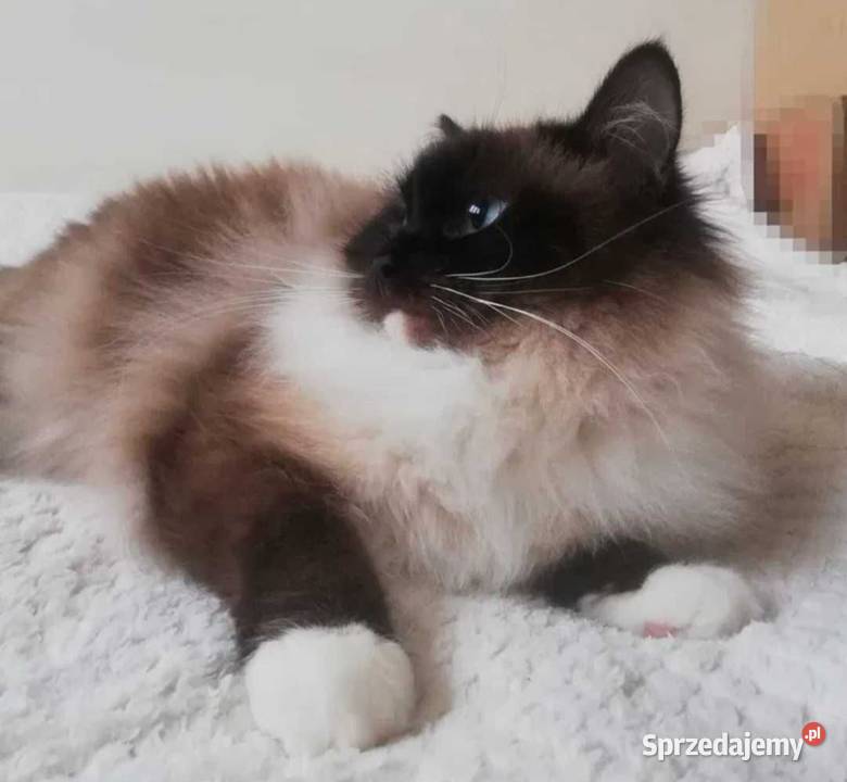 Piękne kocięta Ragdoll z rodowodem i wyprawką Łódź