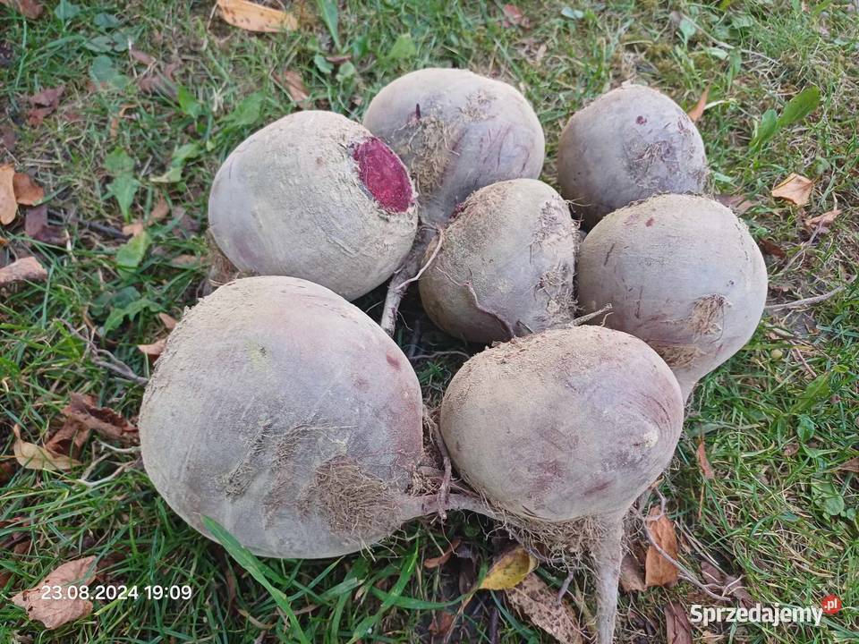 Buraki ćwikłowe Bzianka