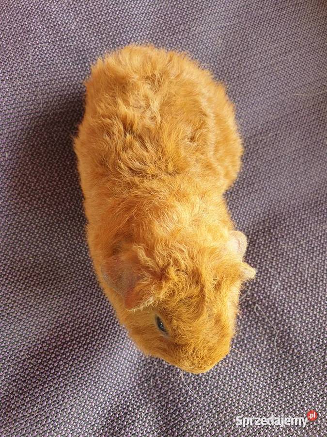 Świnka morska us teddy wielkopolskie Puszczykowo