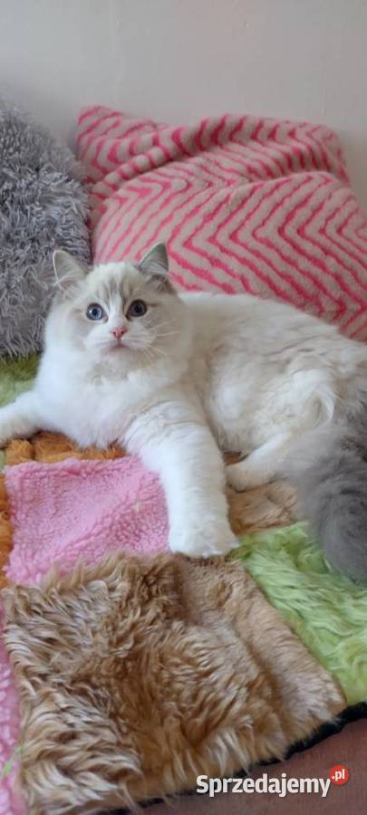 Kotka ragdoll blue lynx bikolor Wrocław
