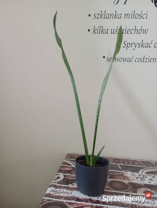 Kwiaty tzw język teściowej