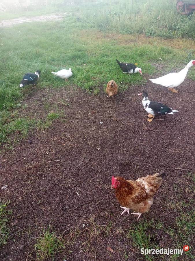 Sprzedam kaczki Kutno