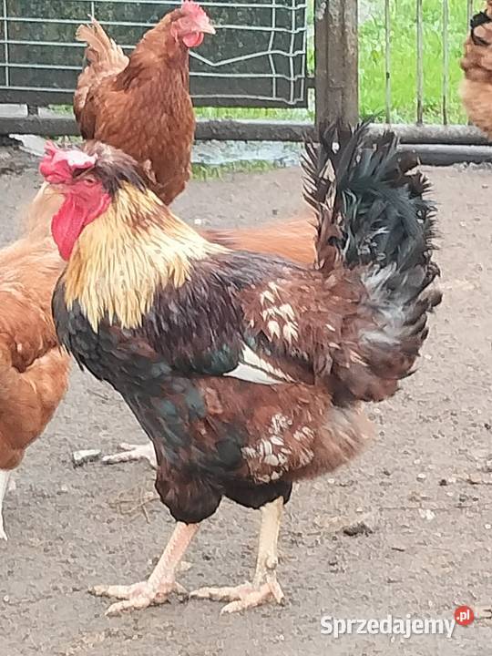 Sprzedam koguty ozdobne pomorskie