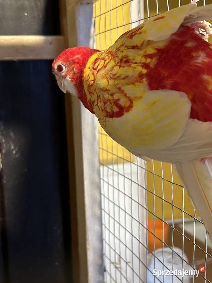 Papuga Rozella Białolica małopolskie Podolsze