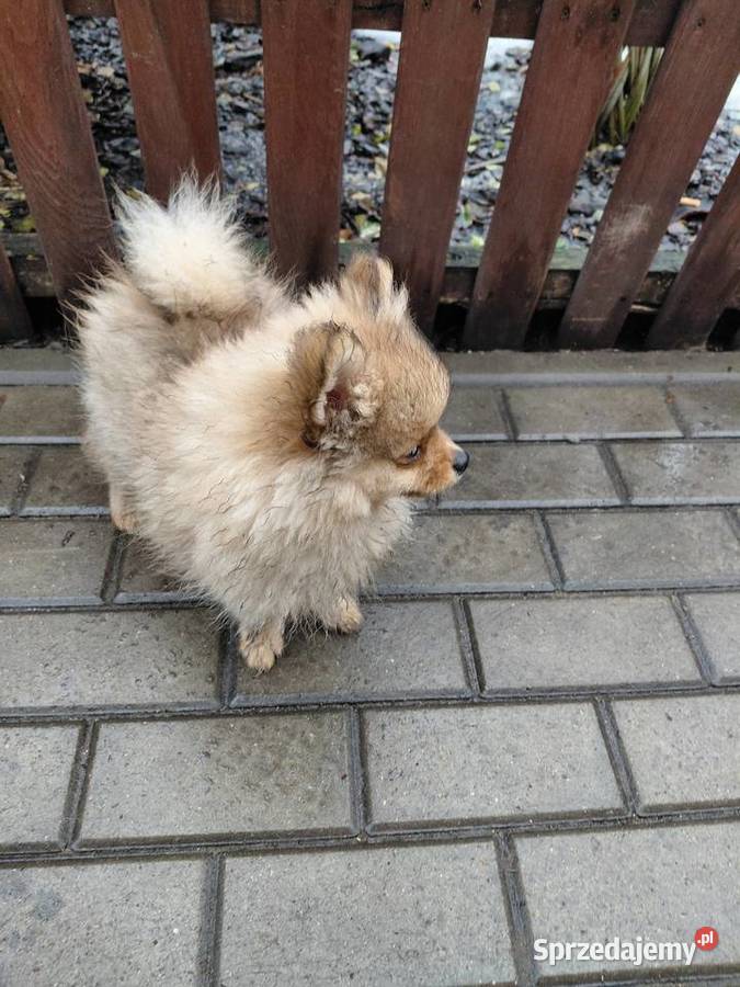 Ślicze szczenieta Szpic Miniaturowy Kutno