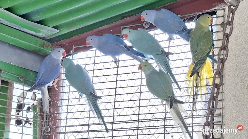 Aleksandretta aleksy aleksandretty obrożna Chrzypsko Małe