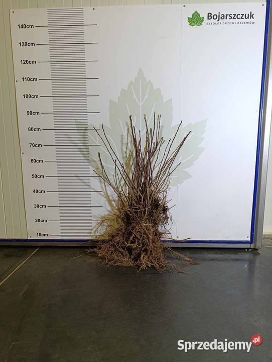 Sadzonki ŚWIDOŚLIWY olcholistnej Smokey i inne Stary Pożóg