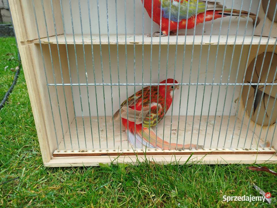 Rozelle białolice 2025 r świętokrzyskie Brzeziny