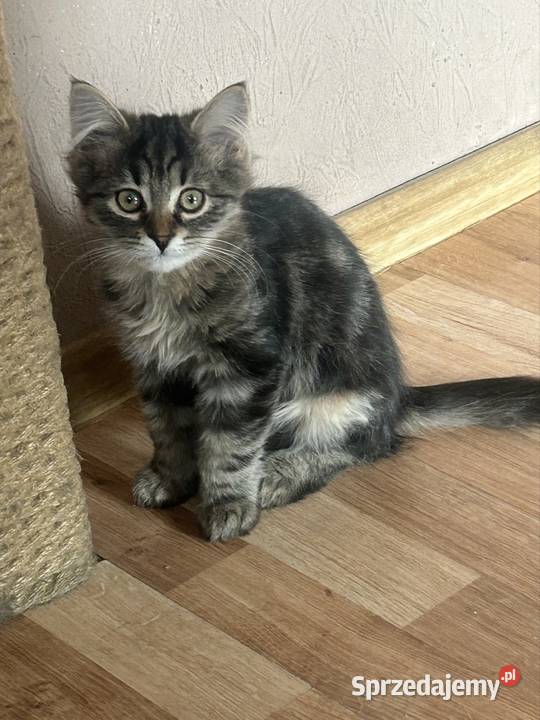 Kocurek Syberyjski gotowy do zmiany domu Rybnik