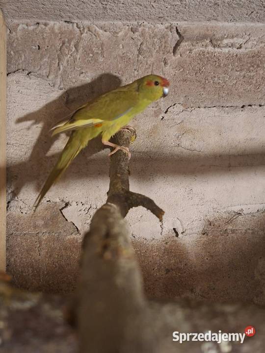 Papugi i inne Wąbrzeźno