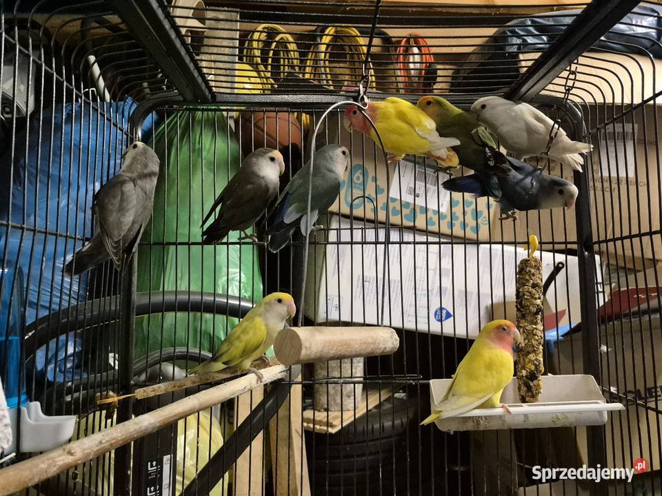 Papugi nierozlaczki czerwonoczelne Ozimek