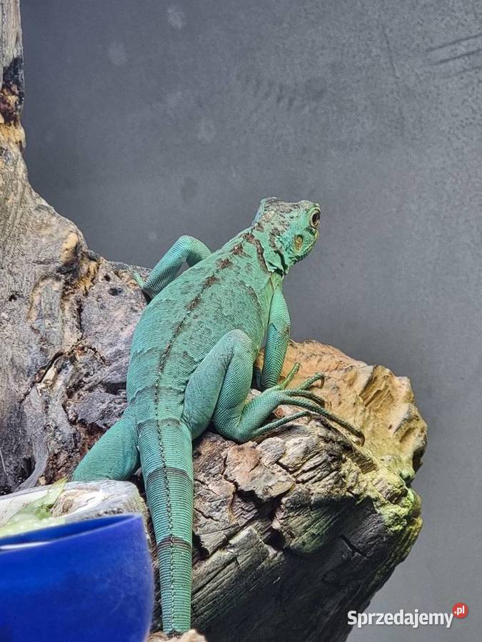 Młody Legwan zielony Blue Brwinów