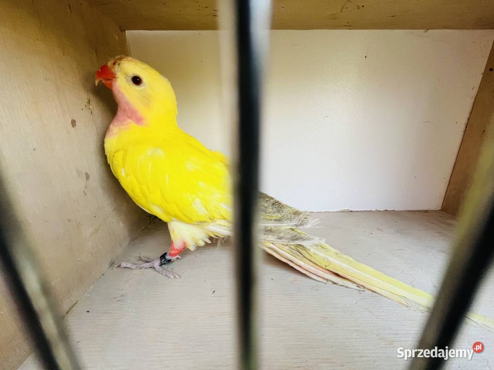 Księżniczka Walii samiec lutino Mnich