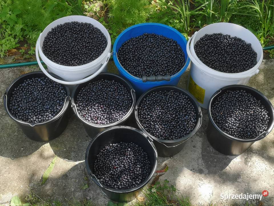 Jagody Leśne 125zl litr Świeże Nadal Zbieram Tarnówko