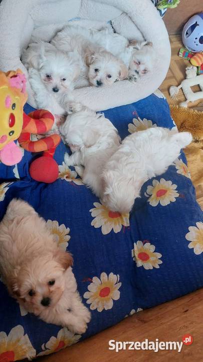 Maltipoo szczeniaczki