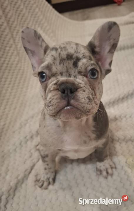 Buldog francuski lilac blue merle sunia Wronki