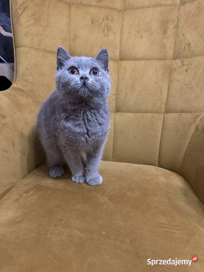 Kocur brytyjski Niebieski FPl Żory