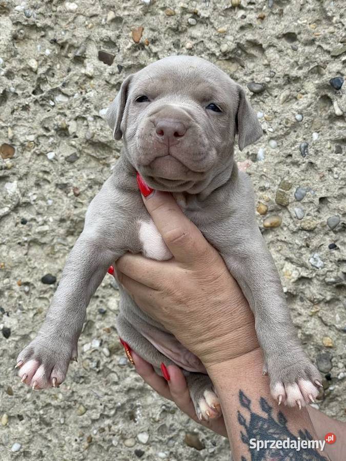 Amerykański Pit Bull Terrier szczenięta Opole
