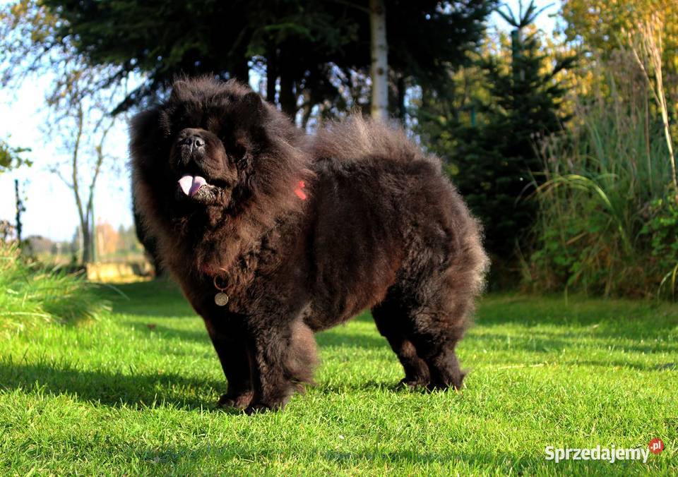 Chowchow z rodowodem badanych rodzicach Oświęcim
