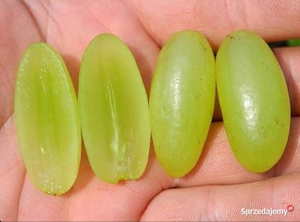 Winogron Sadzonki bezpestkowych winorośli sprzedam