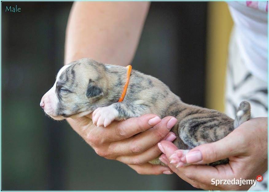 Whippet Chart Angielski Piaseczno sprzedam