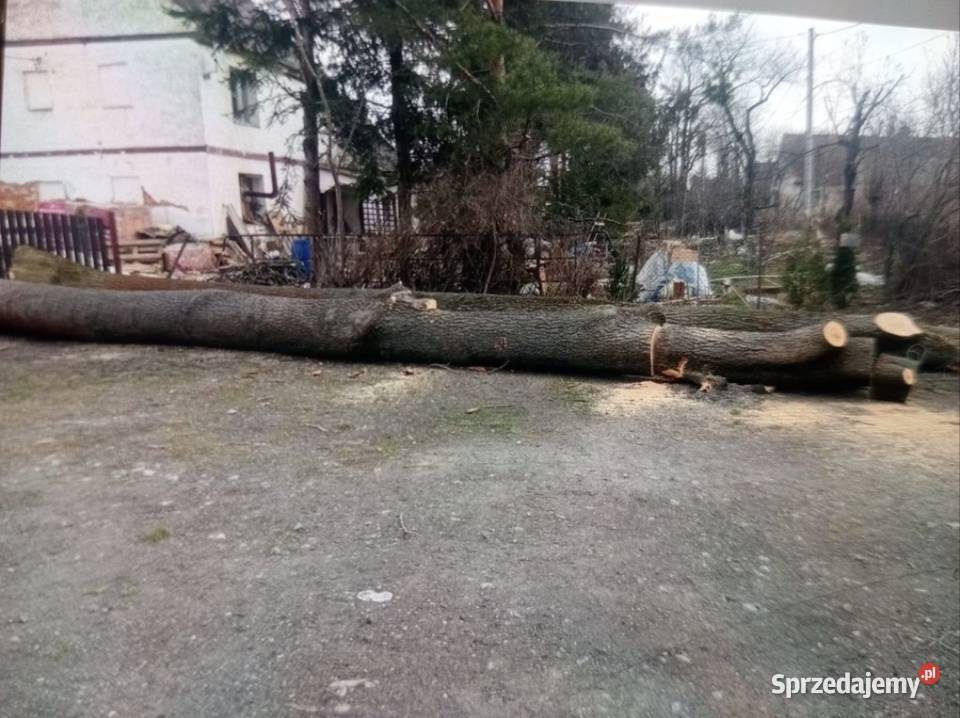 Jesion tartaczny na sprzedaż opolskie Prudnik