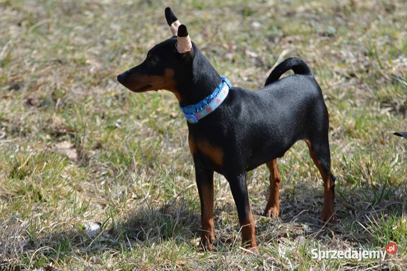 Pinczer miniaturowy ZKwP FCI przebadany piesek