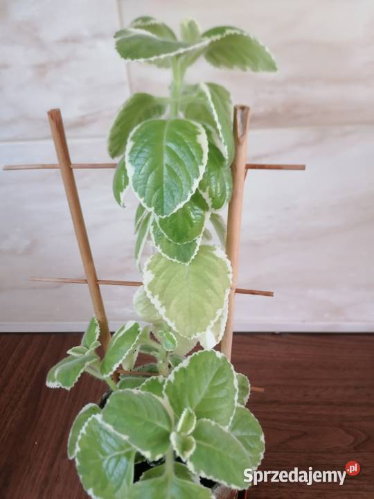 Mięta białozielonaRoślina domowa pachnącaKwiaty Łódź