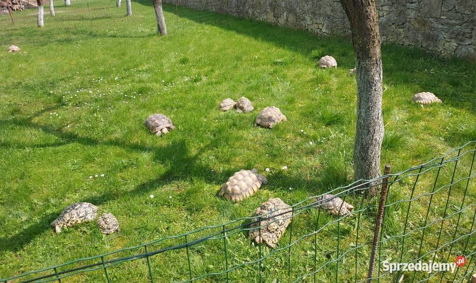 Żółwie Pustynne Lamparcie duże okazy Gady i płazy sprzedam
