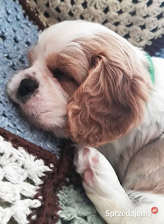 Chłopczyk Cavalier king charles spaniel Rzeszów