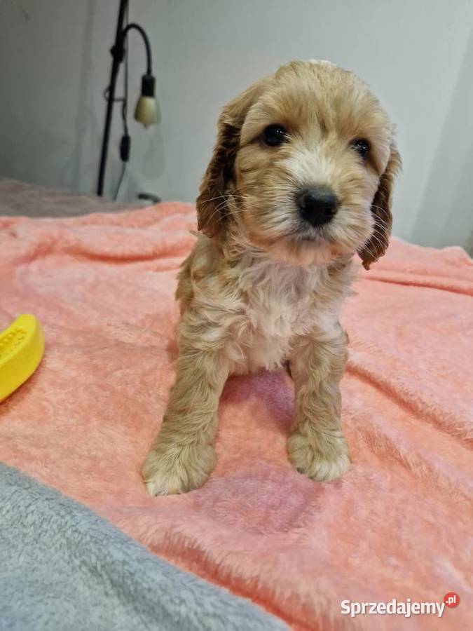 Cockapoo szczeniaki cockapoo świętokrzyskie Sandomierz