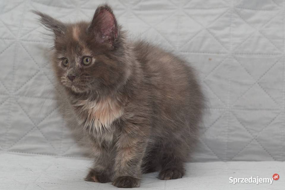 Maine Coon niebieska szylkretowa koteczka Jana Słupno