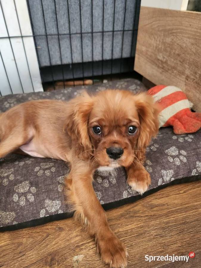 Cavalier king charls spaniel Wolica