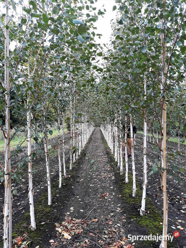 Nasadzenia zastępcze kompensacyjne brzoza klon Katowice sprzedam
