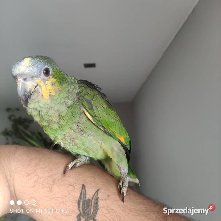 Amazonka kurika Ujków Nowy